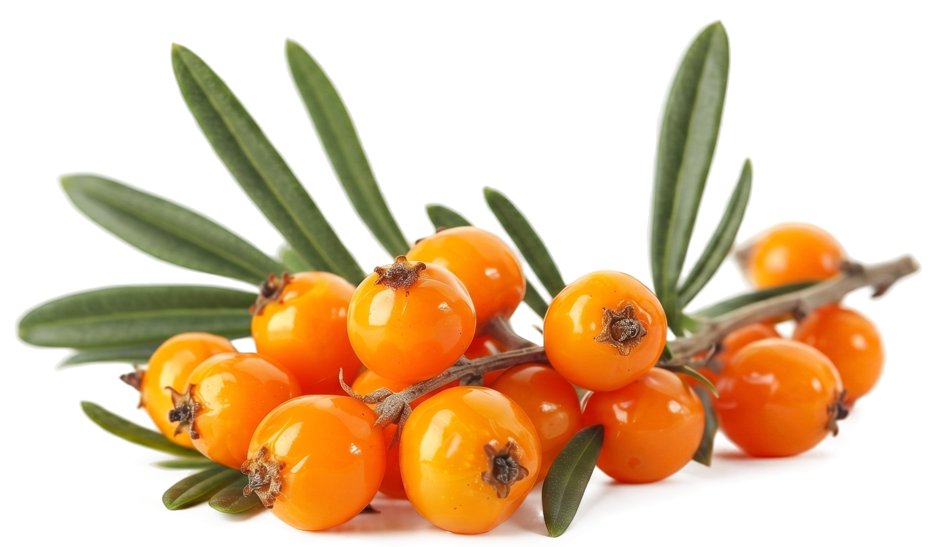 Sea Buckthorn Fruit